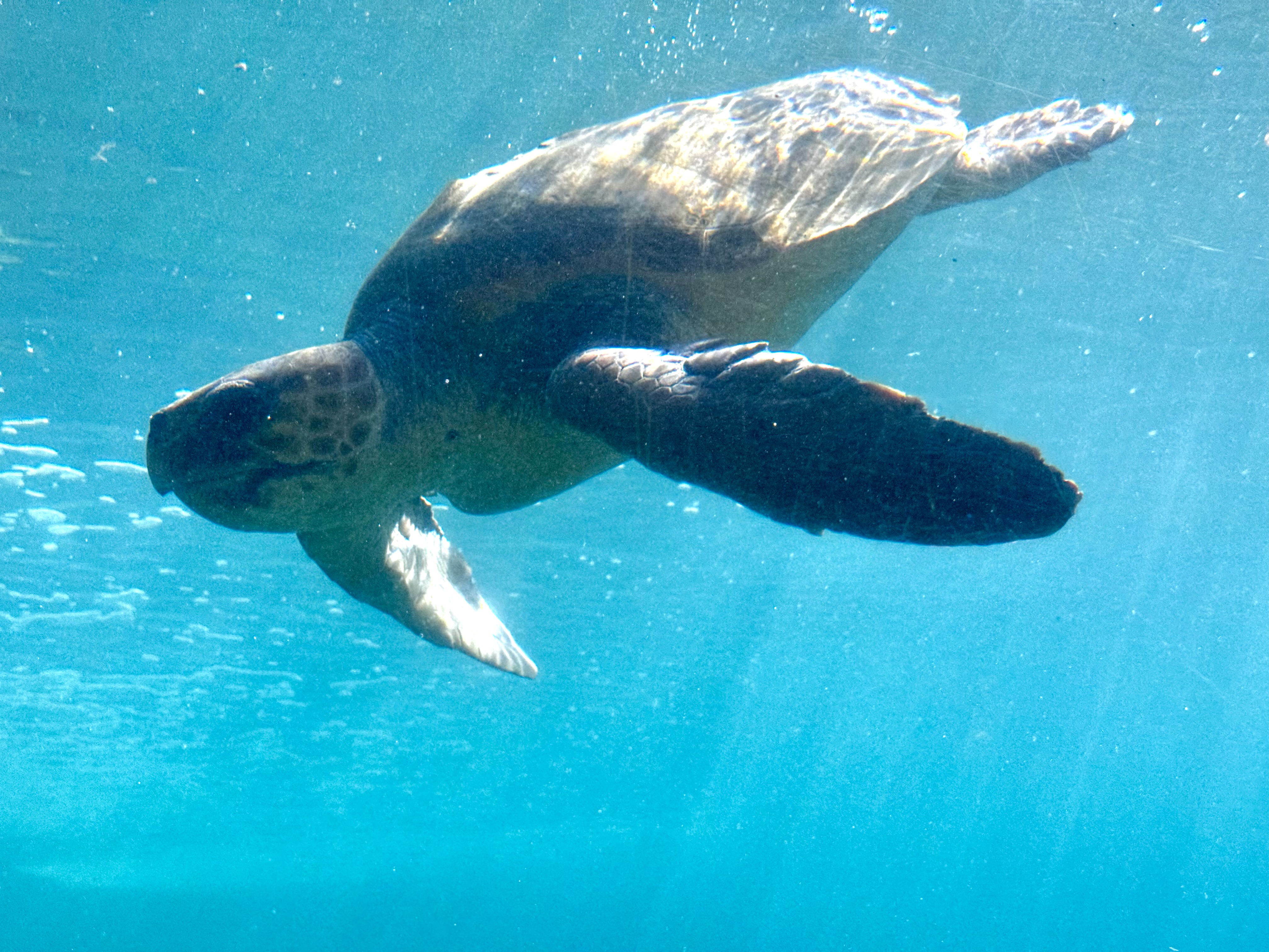 Une bien belle tortue verte