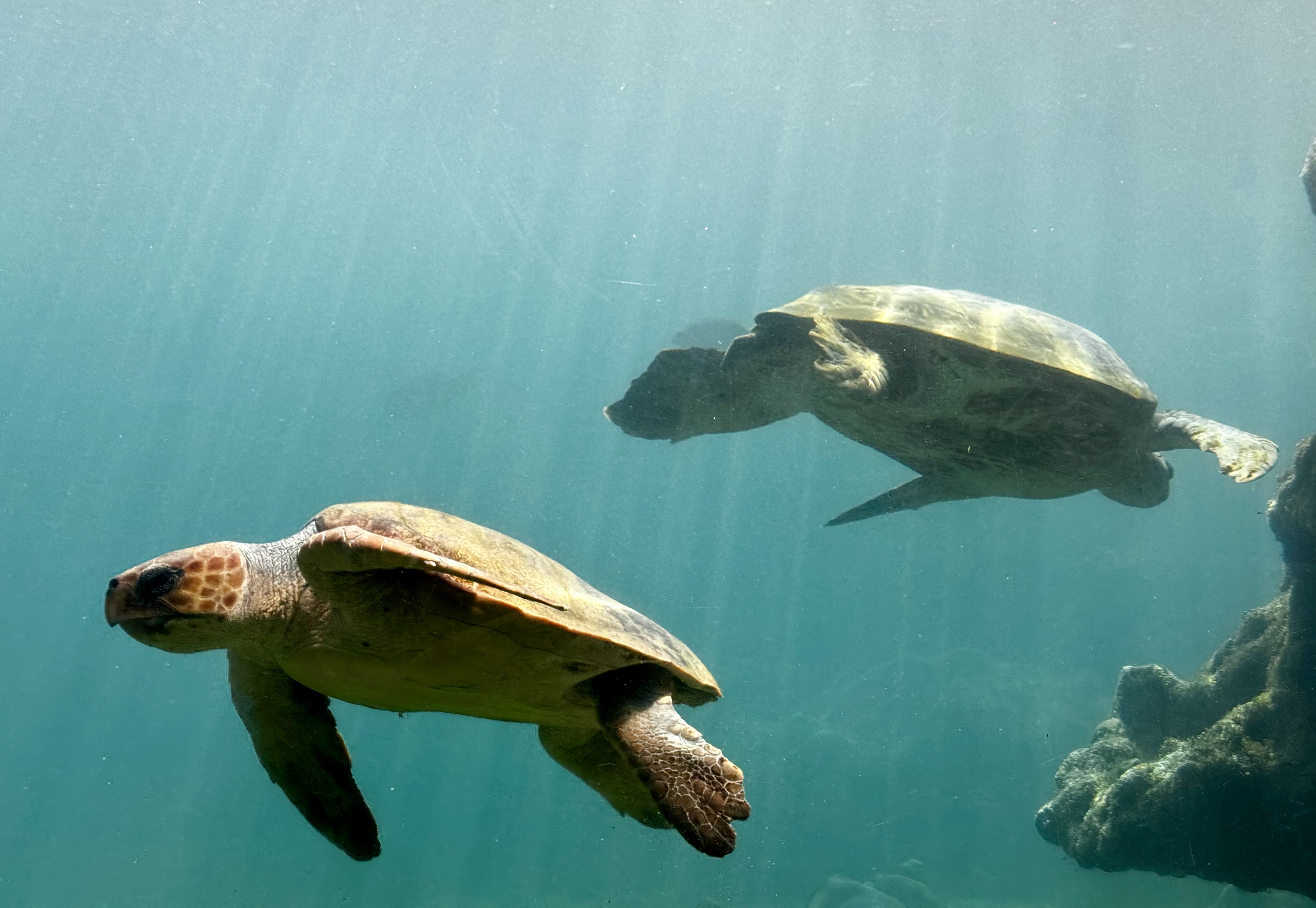 Une tortue rouquine et une verte