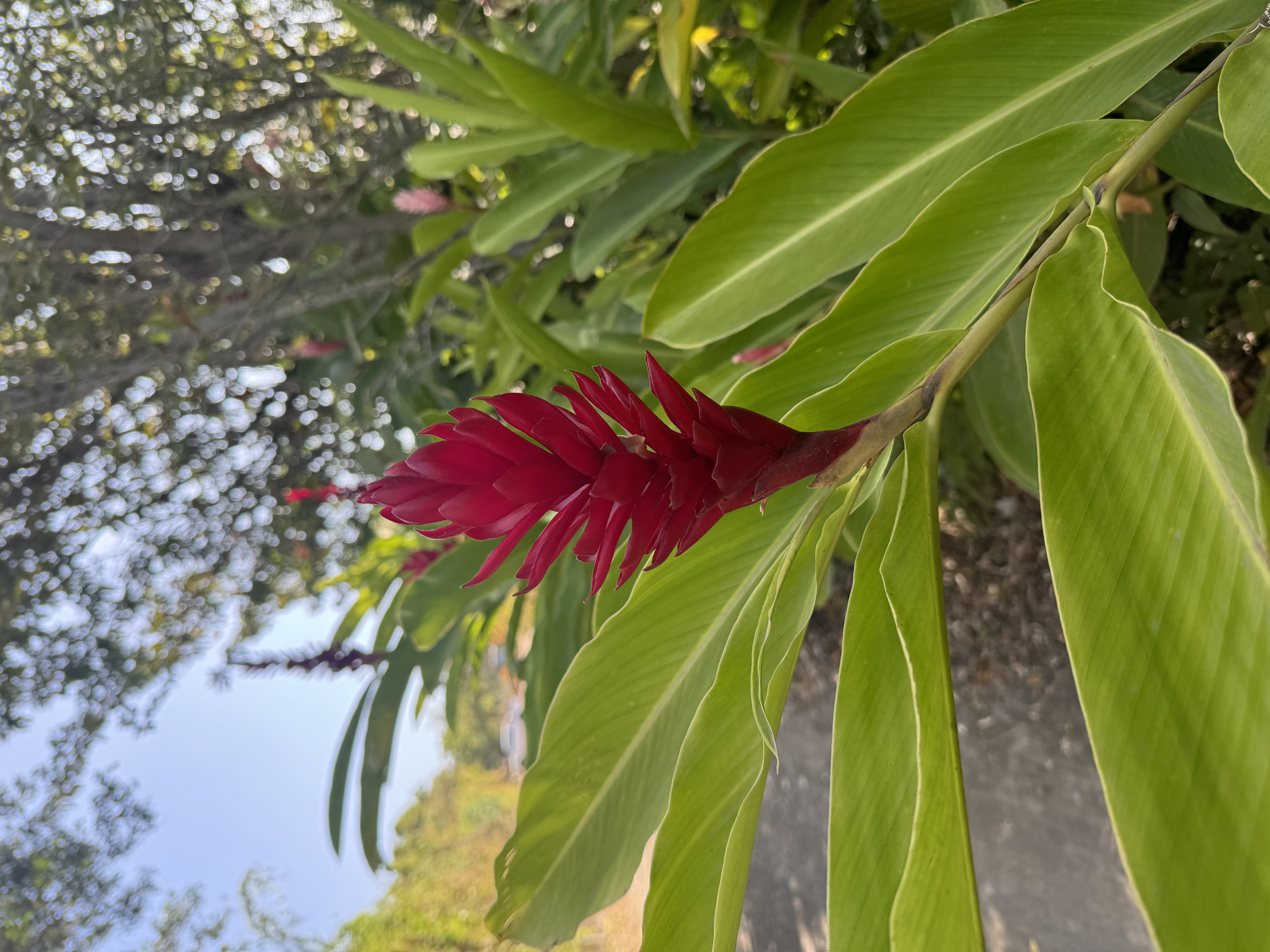 Une bien belle fleur